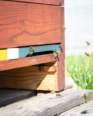 Close-up of bees flying and buzzing in front of and crawling into bee hive