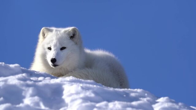 White furry polar fox waking up and looking into camera before going back to sleep in slow motion - Relaxing on snow with beautiful sunlight hitting fur and blue sky background - Alopex Lagopus