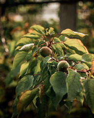 Close-up of apricots during golden hour in Francop, Hamburg, Germany