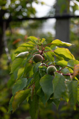Close-up of apricots not yet ripe in Francop, Hamburg, Germany