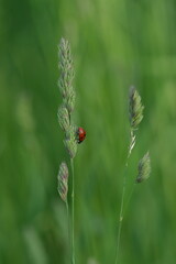 Ladybug on plant in nature, cute tiny red beetle