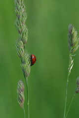 Vertical image of a ladybug on plant in nature, cute tiny red beetle