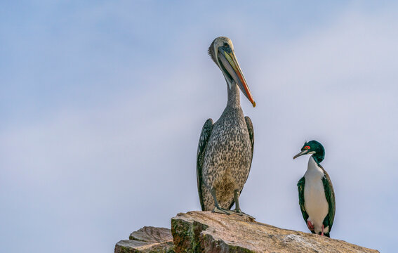 Peruvian Pelican And Guanay Cormorant