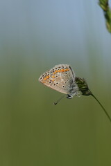 Vertical image of a common blue butterfly on a plant