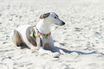 Whippet liegt im warmen Sand am Strand