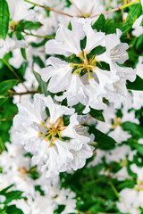 A branch of rhododendron with white flowers and dew drops on a green background