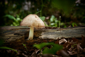 Mushroom growing on Wood