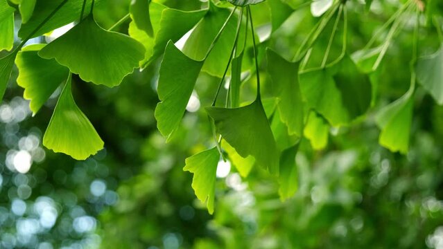 Green Ginkgo Biloba tree leaves closeup. Selective focus, gentle leaves movement, bokeh in the background. Ginko Biloba is used as herbal supplement in natural and alternative medicine treatments.