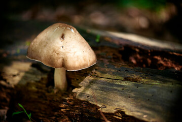 Mushroom growing on Wood