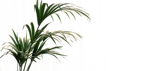 Planta Kentia de color verde intenso . La textura de las hojas tropicales sobre fondo blanco o...
