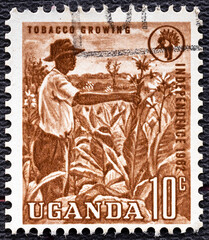 Uganda - circa 1962 : A stamp printed in Uganda shows african farm worker, growing tobacco,...