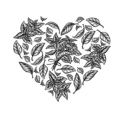 Basil heart. Hand drawn vector illustration for cafe, menu. Vegetarian food