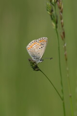 Vertical image of a common blue butterfly