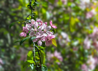 pink flowers on the background of greenery on a sunny day
