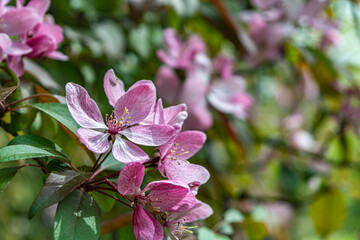 pink flowers on the background of greenery on a sunny day close-up