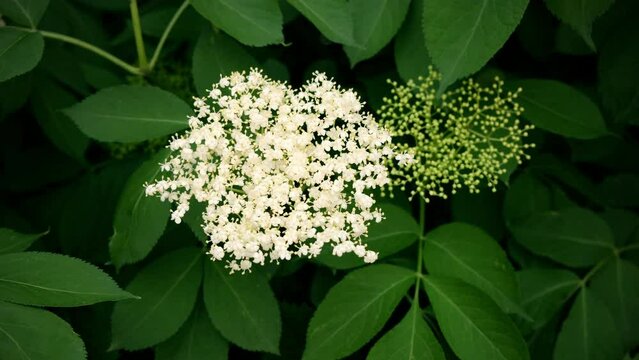 Elderberry flower, top view of the white elder flowers surrounded by green leaves, slow motion, selective focus. Elderberry is used in traditional medicine, naturopathy.