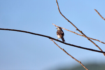 The Wagtail (Motacilla alba, Linnaeus) is a small bird in the Motacillidae family. It lives in large areas, in Europe, Asia and North Africa