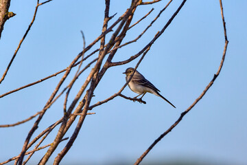 The Wagtail (Motacilla alba, Linnaeus) is a small bird in the Motacillidae family. It lives in large areas, in Europe, Asia and North Africa