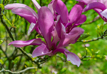 beautiful pink magnolia flowers close up