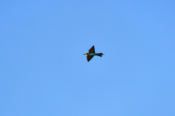 Bee eater birds (Merops apiaster) in various postures
