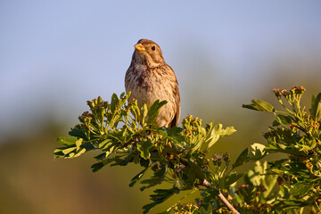 The red-backed shrike (Lanius collurio), female,in various poses