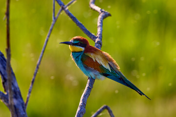 Bee eater birds (Merops apiaster) in various postures
