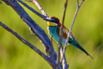 Bee eater birds (Merops apiaster) in various postures