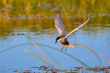 Common Tern in different poses during the spring.