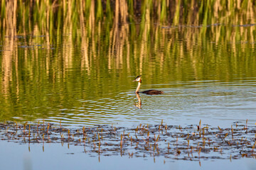Naklejka na ściany i meble (Podiceps cristatus) It belongs to the family Podicipedidae. It inhabits wetlands in Europe and Asia, and is often found on lakes and marshes in the Iberian Peninsula.