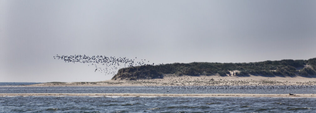 Vogelschwarm im Wattenmeer