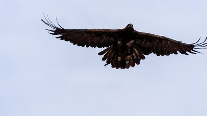 Golden eagle flying against blue sky