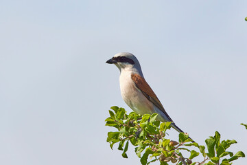 Male-backed surgeon (Lanius collurio), male, in various poses