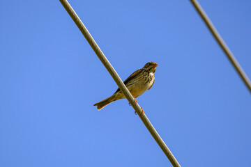 The red-backed shrike (Lanius collurio), female,in various poses