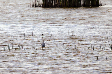 (Ardea cinerea), also known as the heron, is a bird of the order Pelecaniformes, family Ardeidae.