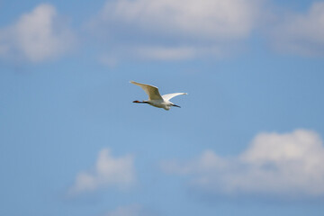 A flying Little Egret (Egretta garzetta) with open wings