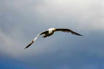 Seagull flying in clear sky at summer day. seagull flying among the clouds