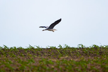 (Ardea cinerea), also known as the heron, is a bird of the order Pelecaniformes, family Ardeidae.