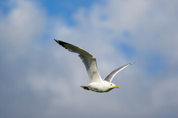 Fototapeta na wymiar Seagull flying in clear sky at summer day. seagull flying among the clouds