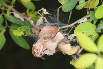 Spider webs on trees to trap insects.