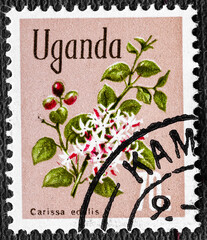 UGANDA - CIRCA 1969 : Cancelled postage stamp printed by Uganda, that shows Simple-spined Num-num...