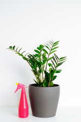 Potted plant zamioculcas and pink spray water bottle on white shelf at white background.