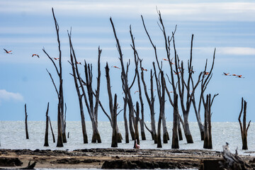 flamingos between branches