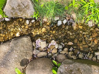 moss on stone