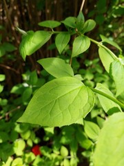 Fototapeta na wymiar Green leaves: trees, bushes close-up