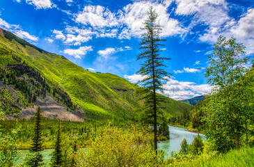 River valley with lone standing fir tree.