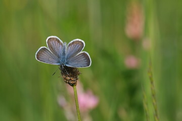 Close up of a silver studded blue butterfly