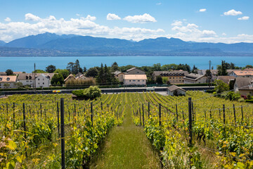 Vue panoramique sur le lac Léman depuis les vignes de St-Prex