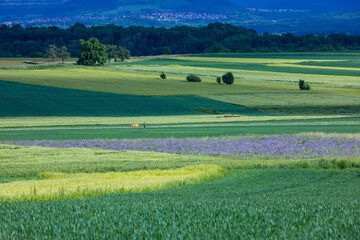 Obraz premium landscape with fields and horse