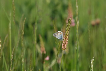 Close up of a silver studded blue butterfly