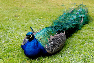 Peacock at Warwick castle garden
